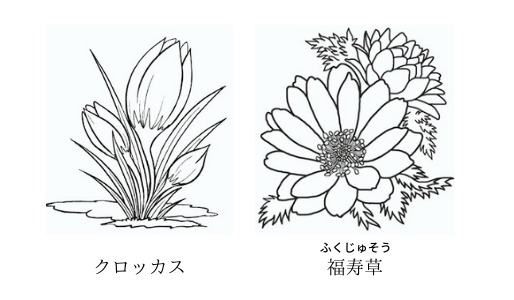 クロッカスと福寿草のイラストクロッカスは、地中海沿岸から小アジアの広い地域に、約80種類が分布しているとされる球根植物です。直径4cmほどの小さな球根は、秋に植えると早春に紫や白、黄色の花を咲かせます。福寿草は春を告げる花としても知られています。黄色い花が印象的な植物です。